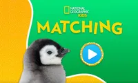 National Geographic Kids: Matching | NuMuKi